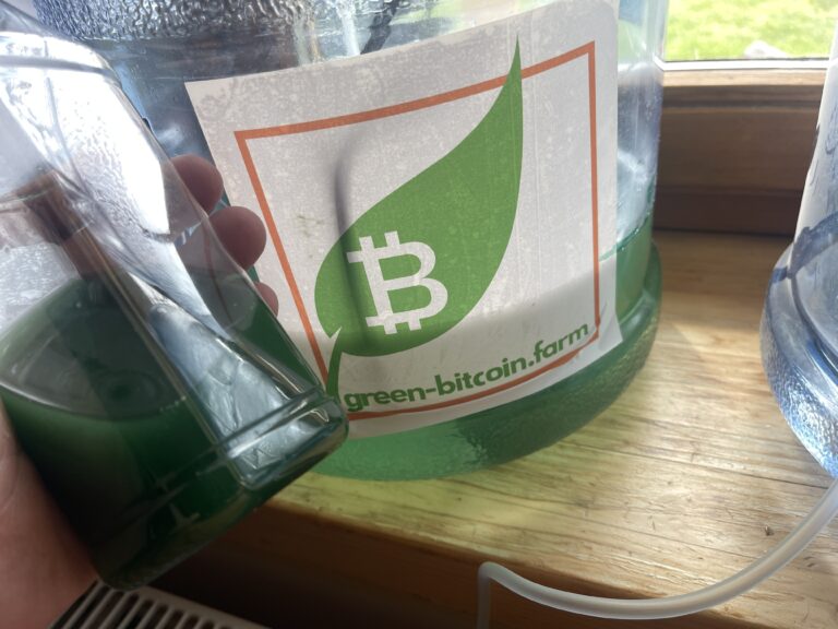 Die ersten Spirulina Algen die indoor mit 35 Grad Temperatur bei der Green Bitcoin Farm vermehrt wurden.