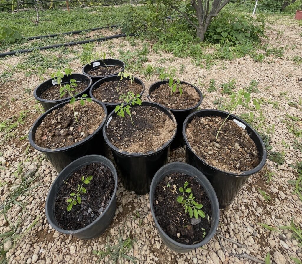 Moringa Baum kaufen mit Wurzeln